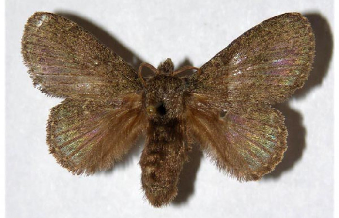 Figura 15. Adulto de <i>Euglyphis melancholica</i> familia (Lasiocampidae); En posición de dorsal Voucher, 01-SRNP-62-DHJ319460. Hembra