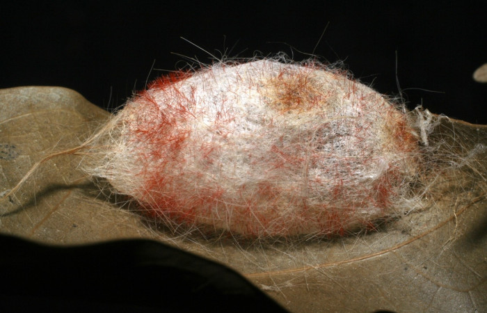 Figura 19. Capullo, adentro puparios de <i>Blepharipa</i> Wood06DHJ01 (Tachinidae). Voucher, 07-SRNP-1941-DHJ447799.