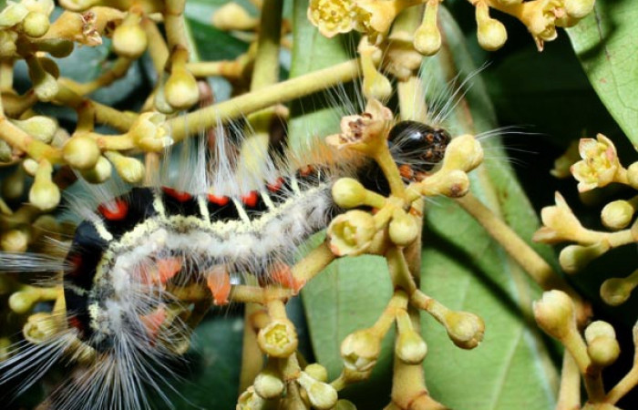 Figura 8. <i>Euglyphis melancholica</i> familia (Lasiocampidae); En posición de latral Voucher, 09-SRNP-36469-DHJ459191.