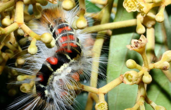 Figura 10. <i>Euglyphis melancholica</i> familia (Lasiocampidae); En posición de dorsal Voucher, 09-SRNP-36469-DHJ459192.