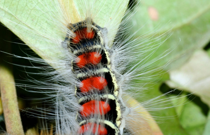 Figura 6. <i>Euglyphis melancholica</i> familia (Lasiocampidae); En posición dorsal mostrando manchas rojas, Voucher, 09-SRNP-36469-DHJ459195.