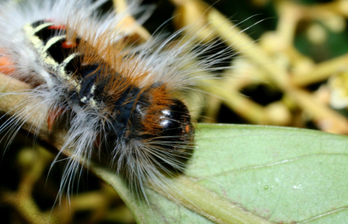 Figura 11. <i>Euglyphis melancholica</i> familia (Lasiocampidae); En posición de lateral mostrando cabeza, Voucher, 09-SRNP-36469-DHJ459197.