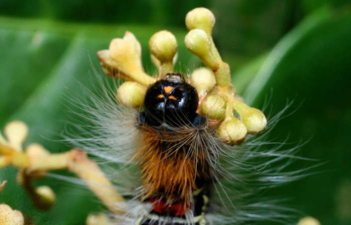 Figura 5. <i>Euglyphis melancholica</i> familia (Lasiocampidae); En posición de cabeza. Voucher, 09-SRNP-36469-DHJ459200.