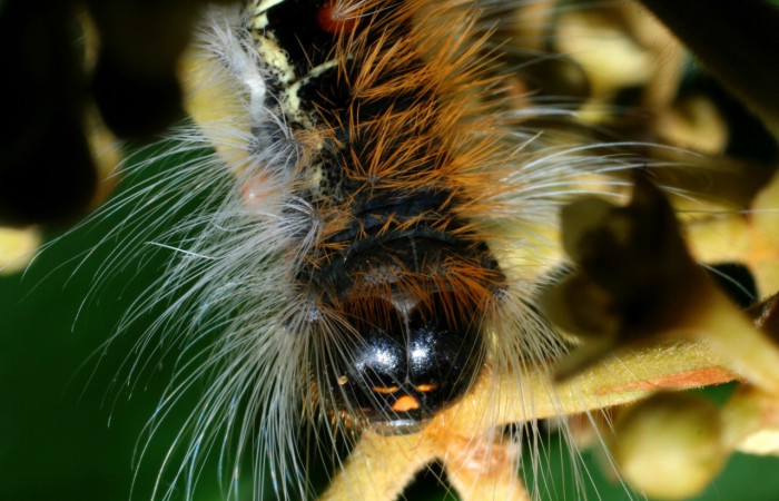 Figura 4. <i>Euglyphis melancholica</i> familia (Lasiocampidae); En posición de cabeza. Voucher, 09-SRNP-36469-DHJ459201.