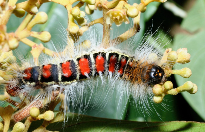 Figura 3. <i>Euglyphis melancholica</i> familia (Lasiocampidae); En posición dorsal. Voucher, 09-SRNP-36469-DHJ459203.