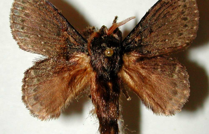 Figura 13. Adulto de <i>Euglyphis melancholica</i> familia (Lasiocampidae); En posición de dorsal Voucher, 97-SRNP-11124-DHJ33200.