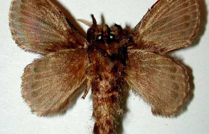 Figura 14. Adulto de <i>Euglyphis melancholica</i> familia (Lasiocampidae); En posición de ventral Voucher, 97-SRNP-11124-DHJ33201.