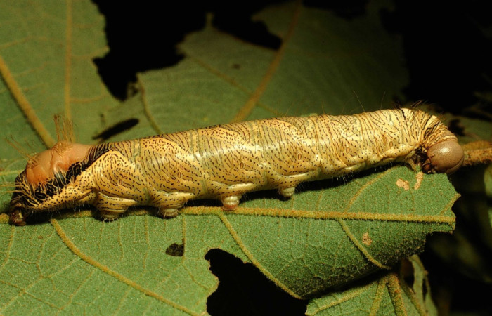 Fig. 5. Larva de <i>Truncaptera guatemalensis</i> (Notodontidad). Vista posterior lateral variación en su coloración. Voucher: 03-SRNP-14885-DHJ76628.