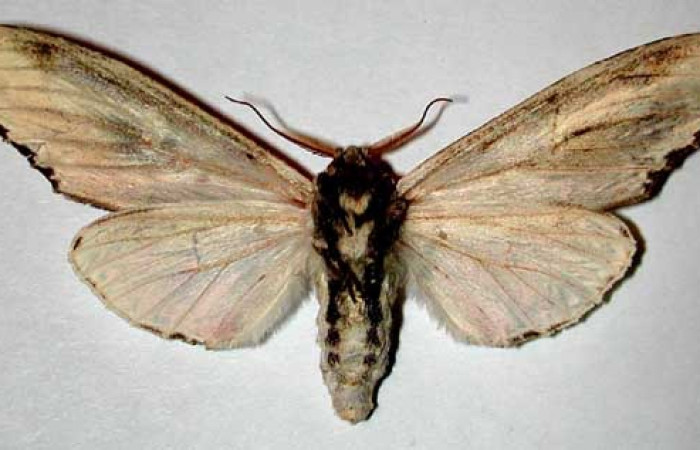 Fig. 20. Hembra de <i>Truncaptera mirabilis</i> (Notodontidad), vista dorsal. Voucher: 00-SRNP-7919-DHJ32353.