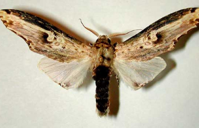 Fig. 17. Macho de <i>Truncaptera mirabilis</i> (Notodontidad), vista dorsal. Voucher: 00-SRNP-7921-DHJ32354.