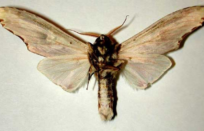 Fig. 18. Macho de <i>Truncaptera mirabilis</i> (Notodontidad), vista ventral. Voucher: 00-SRNP-7921-DHJ32355.