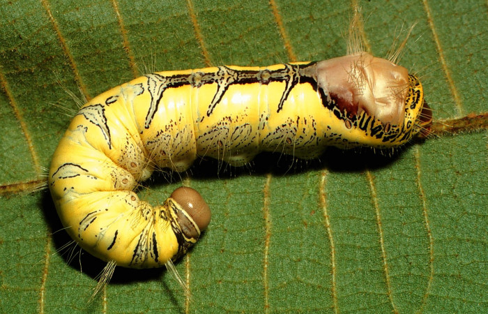 Fig. 7. Larva de <i>Truncaptera inopinata</i> (Notodontidad), dorso amarillo con patrones beige y grises, cabeza beige y dorso posterior dorsal beige. Voucher: 01-SRNP-138-DHJ56940.