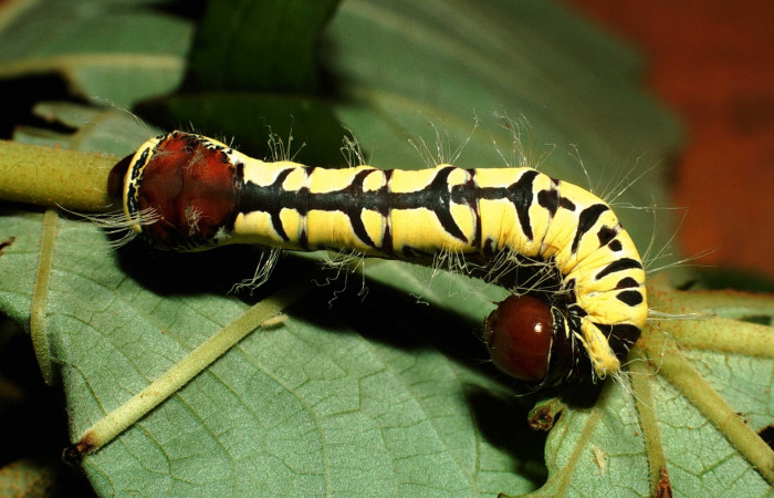 Fig. 6. Larva de <i>Truncaptera inopinata</i> (Notodontidad), dorso amarillo con patrones negros, cabeza café y dorso posterior dorsal café. Voucher: 01-SRNP-2494-DHJ62734.