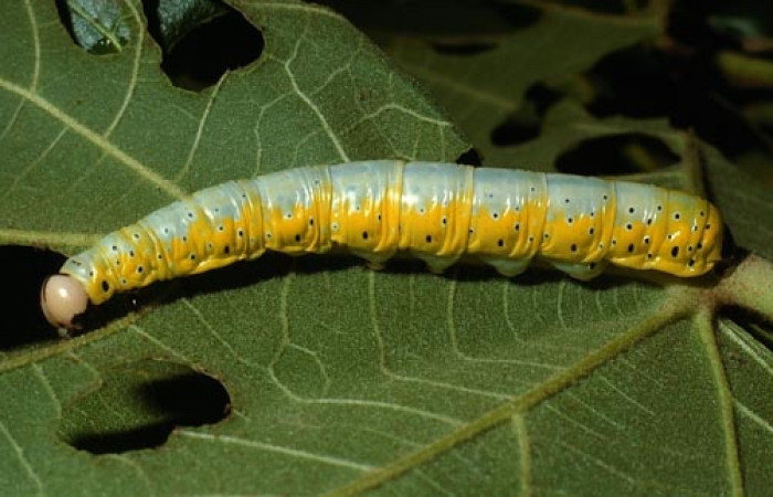 Fig. 13. Vista lateral de <i>Truncaptera mirabilis</i> (Notodontidad), comiendo <i>Sterculia apetala</i> (Malvaceae). Voucher: 03-SRNP-12683-DHJ76177.