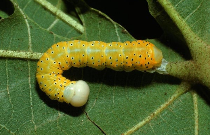 Fig. 11. Larva de <i>Truncaptera mirabilis</i> (Notodontidad) comiendo <i>Sterculia apetala</i> (Malvaceae). Voucher: 03-SRNP-12683-DHJ76177.