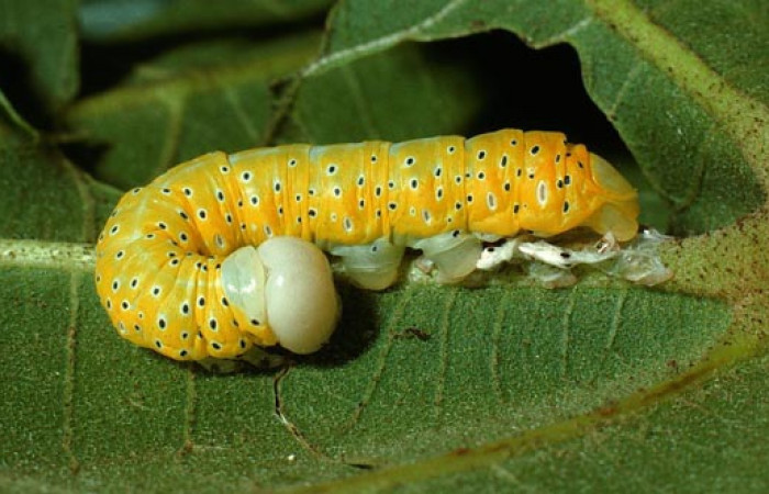 Fig. 10. Larva de <i>Truncaptera mirabilis</i> (Notodontidad) comiendo <i>Sterculia apetala</i> (Malvaceae). Voucher: 03-SRNP-12683-DHJ76178.