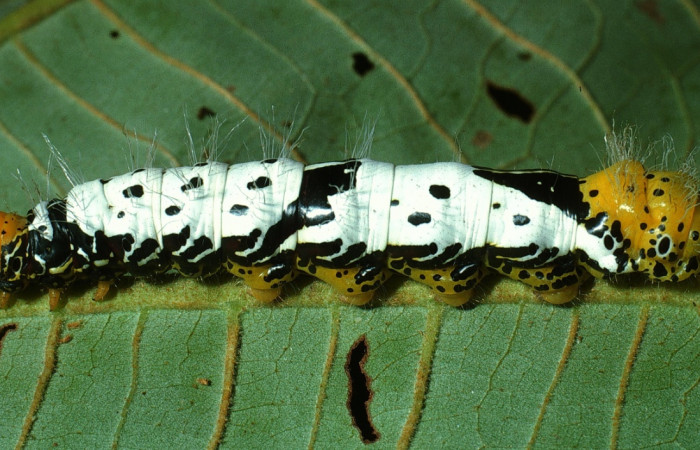 Fig. 8. Larva de <i>Truncaptera</i> meridionalisICG02, detalle color de cabeza y parte posterior del cuerpo Voucher: 03-SRNP-18957-DHJ771138.