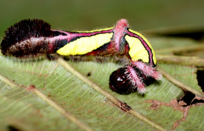 Fig. 3. Larva de <i>Truncaptera gigantea</i> (Notodontidad) comiendo <i>Coussapoa nymphaeifolia</i> (Urticaceae). Voucher: 06-SRNP-413-DHJ415622.