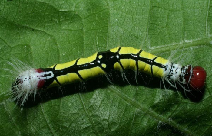Fig. 1. Larva de <i>Truncaptera fascis</i> (Notodontidad) comiendo <i>Malvaviscus arboreus</i> (Malvaceae). Voucher: 09-SRNP-56421-DHJ460390.