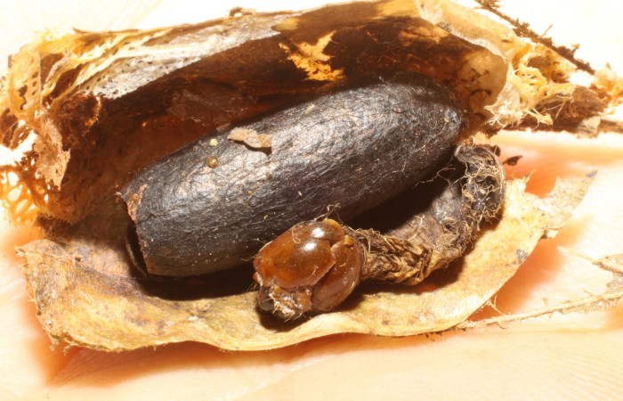 Fig. 14. Puparaio parásito <i>Enicospilus</i> simoniDHJ02 (Ichneumonidae), ataca larva de <i>Truncaptera fascis</i> (Notodontidae). Voucher: 99-SRNP-8832-DHJ51462.