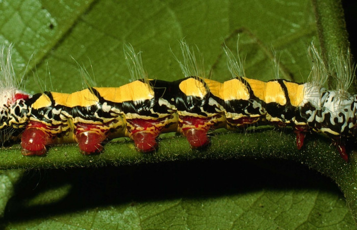 Fig. 2. Larva de <i>Truncaptera fascis</i> (Notodontidad), detalle posterior lateral. Voucher: 95-SRNP-4597-DHJ23215.