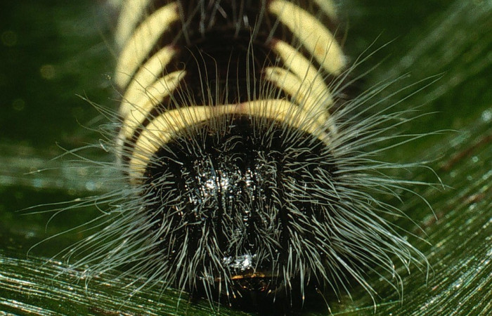 Figura 10. Larva <i>Jonaspyge aesculapus</i>, (Hesperiidae), posición cabeza, alimentándose en <i>Meliosma glabrata</i> (Sabiaceae). 19 julio 2018. Sector Cacao, Sendero Arenales, (elevación 1080),  (03-SRNP-3699-DHJ72560.jpg).