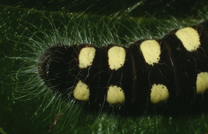 Figura 11. Larva <i>Jonaspyge aesculapus</i>, (Hesperiidae), posición parte posterior, alimentándose en <i>Meliosma glabrata</i> (Sabiaceae). 19 julio 2018. Sector Cacao, Sendero Arenales, (elevación 1080), (03-SRNP-3699-DHJ72566.jpg).