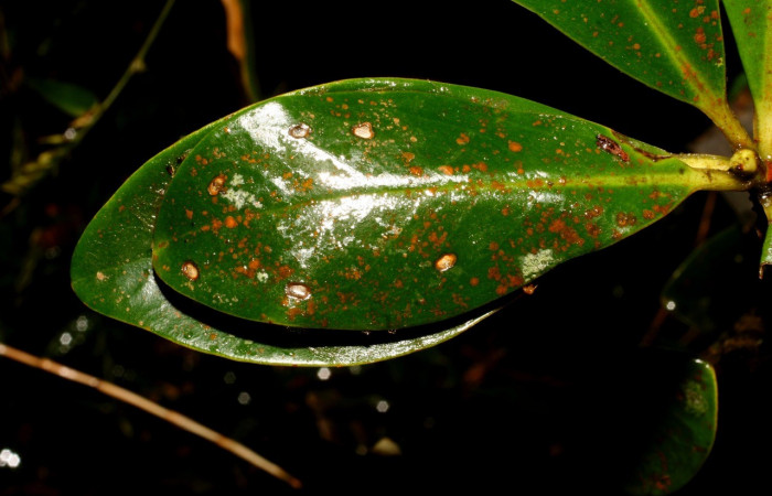 Figura 12. Larva <i>Jonaspyge aesculapus</i>, (Hesperiidae), ensu casita casita, alimentándose en <i>Drimys granadensis</i> (Winteraceae). 17 agosto 2010. Sector Cacao, Sendero Cima, (elevación 1460 metros), (10-SRNP-35738-DHJ496360.jpg).