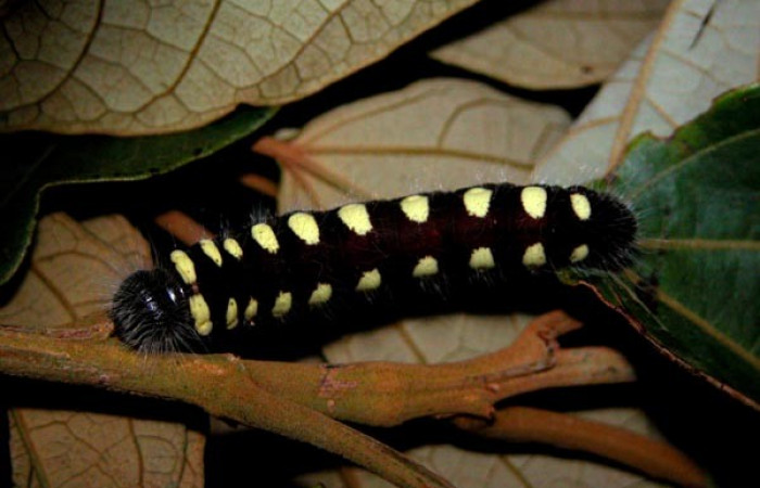 Figura 13. Larva <i>Jonaspyge aesculapus</i>, (Hesperiidae), posición dorsal entero alimentándose, en <i>Hampea appendiculata</i> (Malvaceae). 21 enero 2004. Sector Cacao, Estación Cacao, (elevación 1150 metros), (04-SRNP-35064-DHJ401574.jpg).