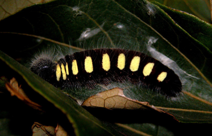 Figura 14. Larva <i>Jonaspyge aesculapus</i>, (Hesperiidae), posición lateral entero alimentándose en <i>Hampea appendiculata</i> (Malvaceae). 21 enero 2004. Sector Cacao, Estación Cacao, (elevación 1150 metros),  (04-SRNP-35064-DHJ401577.jpg).