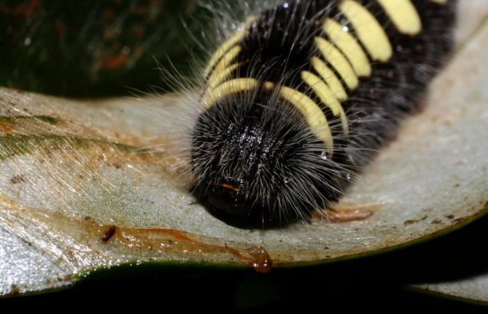 Figura 15. Larva <i>Jonaspyge aesculapus</i>, (Hesperiidae), posición cabeza, alimentándose en <i>Drimys granadensis</i> (Winteraceae). 17 agosto 2010. Sector Cacao, Sendero Cima, (elevación 1460 metros), (10-SRNP-35738-DHJ496367.jpg).