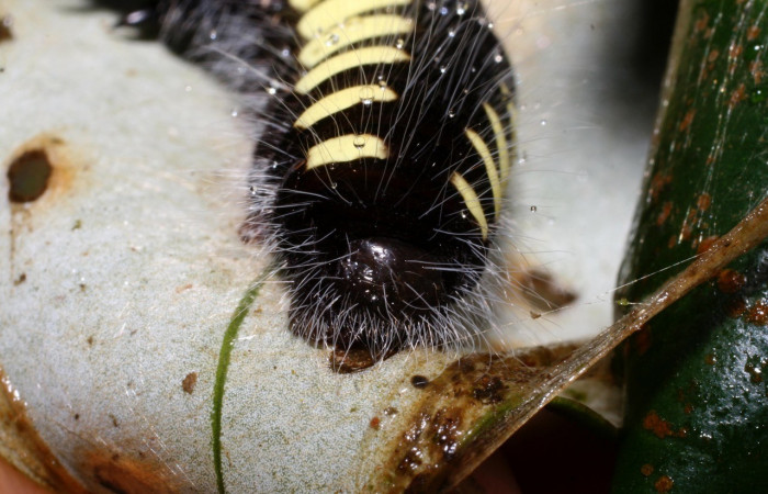 Figura 16. Larva <i>Jonaspyge aesculapus</i>, (Hesperiidae), posición parte posterior, alimentándose en <i>Drimys granadensis</i> (Winteraceae). 17 agosto 2010. Sector Cacao, Sendero Cima, (elevación 1460 metros), (10-SRNP-35738-DHJ496375.jpg).