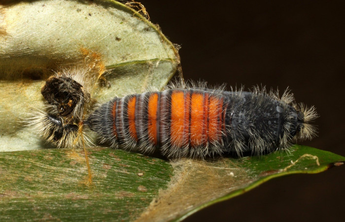 Figura 18. Pupa <i>Jonaspyge aesculapus</i>, (Hesperiidae), posición ventral entero. 10 agosto 2010. Sector Cacao, Sendero Cima, (elevación 1460 metros), (10-SRNP-35667-DHJ479978.jpg).