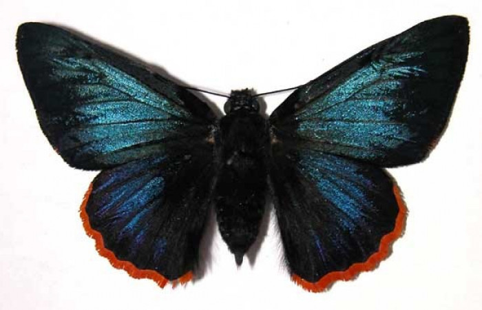 Figura 19. Adulto de <i>Jonaspyge aesculapus</i> (Hesperiidae), posición dorsal. Hembra. (02-SRNP-23111-DHJ37278).