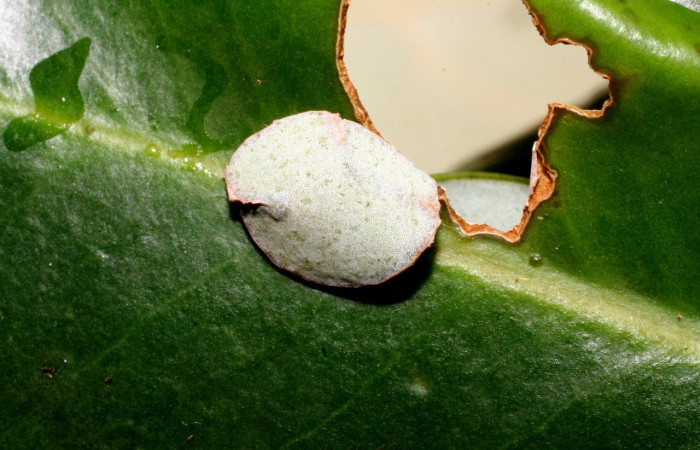 Figura 1. Casita de la larva <i>Jonaspyge aesculapus</i>, (Hesperiidae), en la planta <i>Drimys granadensis</i> (Winteraceae), (10-SRNP-35518-DHJ477452.jpg). 12 julio 2010. Sector Cacao, Sendero Cima, (elevación 1460 metros).