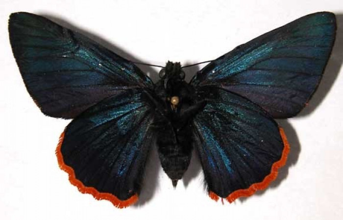 Figura 20. Adulto de <i>Jonaspyge aesculapus</i> (Hesperiidae), posición vista ventral. Hembra. (02-SRNP-23111-DHJ37279).