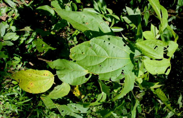 Figura 21. Planta hospedera <i>Hampea appendiculatus</i> (Malvaceae), de <i>Jonaspyge aesculapus</i>, (Hesperiidae), Foto, Jorge Hernández, 19 Agosto 2008.