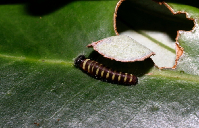 Figura 2. Larva <i>Jonaspyge aesculapus</i>, (Hesperiidae), en su casita, alimentándose en <i>Drimys granadensis</i> (Winteraceae), (10-SRNP-35518-DHJ477458.jpg). 12 julio 2010. Sector Cacao, Sendero Cima, (elevación 1460 metros).
