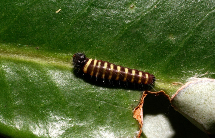Figura 3. Larva <i>Jonaspyge aesculapus</i>, (Hesperiidae), posición dorsal entero, alimentándose en <i>Drimys granadensis</i> (Winteraceae). 11 febrero 2016. Sector Cacao, Sendero Cima, (elevación 1460 metros), (10-SRNP-35518-DHJ477459.jpg).