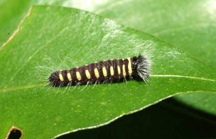 Figura 4. Larva <i>Jonaspyge aesculapus</i>, (Hesperiidae), posición lateral entero, alimentándose en <i>Drimys granadensis</i> (Winteraceae). 11 febrero 2016. Sector Cacao, Estación Cacao, (elevación 1150 metros),  (16-SRNP-35192-DHJ709665.jpg).