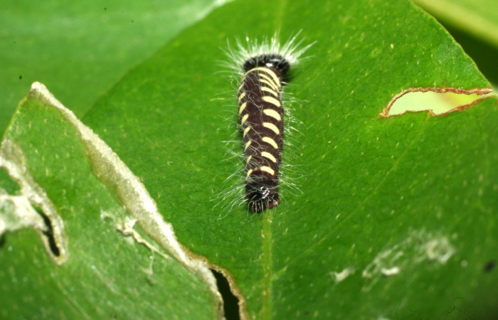 Figura 5. Larva <i>Jonaspyge aesculapus</i>, (Hesperiidae), posición parte posterior, alimentándose en <i>Drimys granadensis</i> (Winteraceae). 11 febrero 2016. Sector Cacao, Estación Cacao, (elevación 1150 metros), (16-SRNP-35192-DHJ709664.jpg).