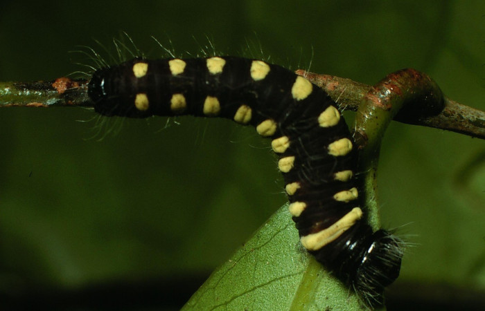 Figura 6. Larva <i>Jonaspyge aesculapus</i>, (Hesperiidae), posición dorsal entero, alimentándose en <i>Nectandra salicifolia</i> (Lauraceae). 13 febrero 2003. Sector Cacao, Sendero Derrumbe, (elevación 1220 metros), (03-SRNP-3344-DHJ72341.jpg).