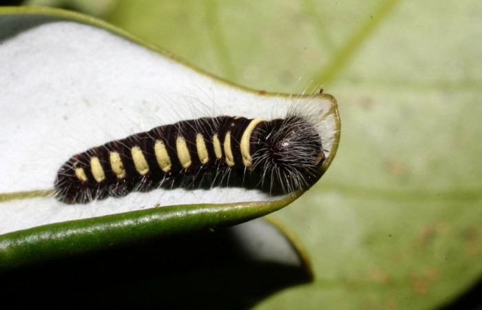 Figura 7. Larva <i>Jonaspyge aesculapus</i>, (Hesperiidae), posición lateral entero, alimentándose en <i>Drimys granadensis</i> (Winteraceae). 13 febrero 2003. Sector Cacao, Sendero Cima, (elevación 1460 metros),  (10-SRNP-35566-DHJ477478.jpg).