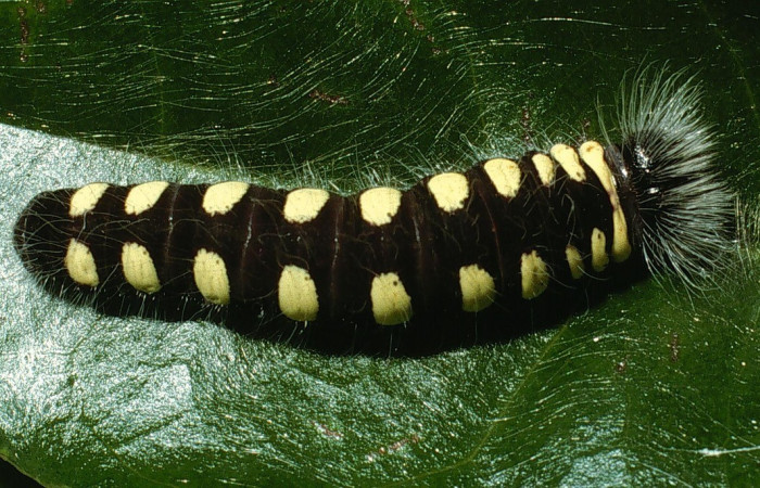Figura 8. Larva <i>Jonaspyge aesculapus</i>, (Hesperiidae), posición dorsal entero, alimentándose en <i>Meliosma glabrata</i> (Sabiaceae). 28 marzo 2003. Sector Cacao, Sendero Arenales, (elevación 1080 metros), (03-SRNP-3699-DHJ72553.jpg).