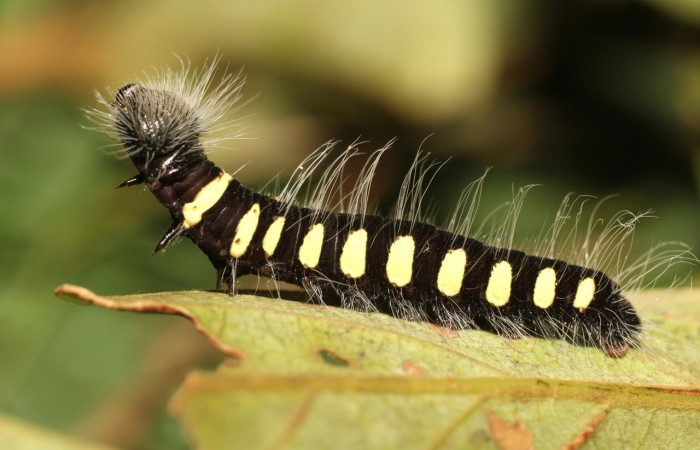 Figura 9. Larva <i>Jonaspyge aesculapus</i>, (Hesperiidae), posición lateral entero, alimentándose en <i>Ocotea hartshorniana</i> (Lauraceae). 19 julio 2018. Sector Cacao, Naranjales, (18-SRNP-35404-DHJ734860.jpg).