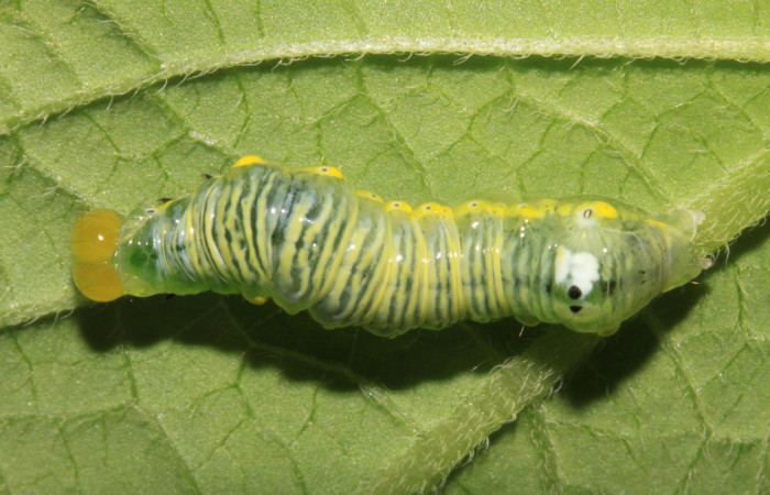 Parte dorsal de Cropia hadenoides (Noctuidae) tercer estadio. Voucher: 14-SRNP-31627-DHJ721386.jpg.