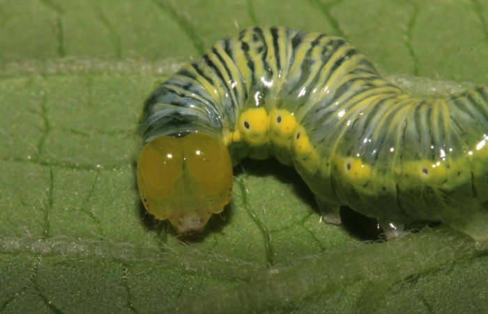 Parte frontal de Cropia hadenoides (Noctuidae), Tercer estadio. Voucher:14-SRNP-31627-DHJ721383.jpg.