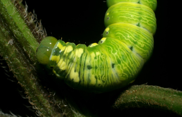 Parte dorsal de Cropia hadenoides (Noctuidae), último estadio. Voucher: 08-SRNP-6005-DHJ444977.jpg.
