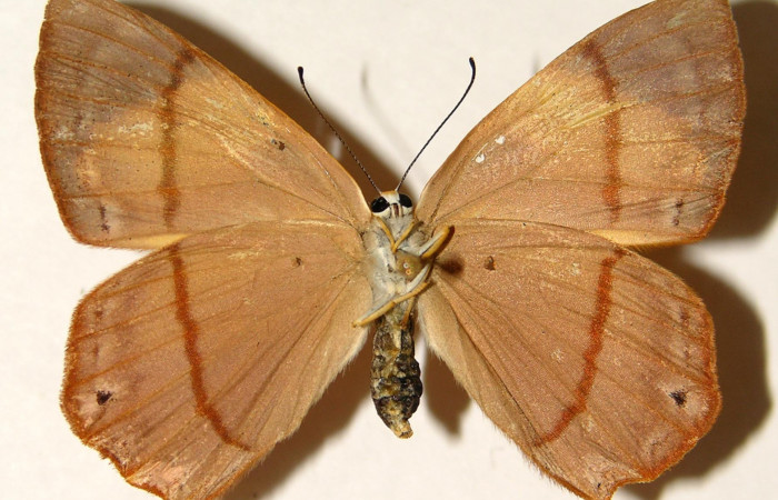 Figura 21. Adulto de larva <i>Euselasia cheles</i> (Riodinidae), (hembra), mostrando vista ventral, localidad Rio Blanco Abajo Sector San Cristobál ACG (500m). Voucher: 01-SRNP-25307-DHJ91955.jpg.