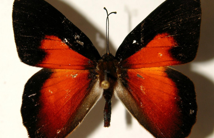 Figura 18. Adulto de larva <i>Euselasia cheles</i> (Riodinidae), (macho), mostrando vista dorsal, localidad Rio Blanco Abajo Sector San Cristobál ACG (500). Voucher: 01-SRNP-25325-DHJ91952.jpg.